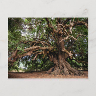 Postal Árbol de oliva viejo y ruso