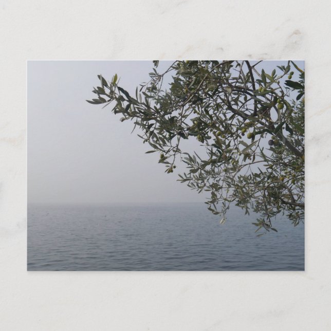 Postal Árbol de olivos y lago de Garda, Italia (Anverso)
