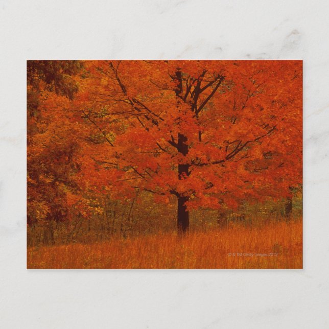 Postal Árbol de otoño con follaje rojo (Anverso)