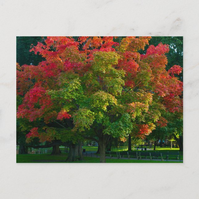 Postal Árbol de otoño en el jardín público de Boston (Anverso)