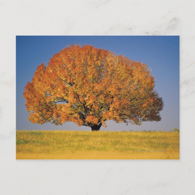 Postal Árbol de otoño en un amplio campo (Anverso)