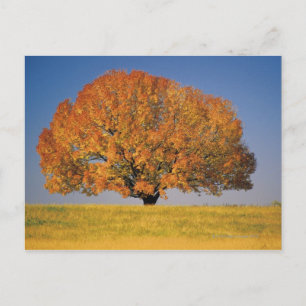 Postal Árbol de otoño en un amplio campo