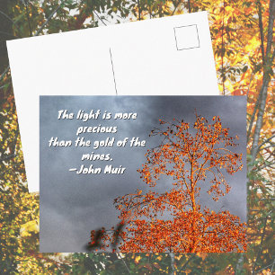 Postal Árbol de Otoño Luz Dorada John Muir Cita de la Nat