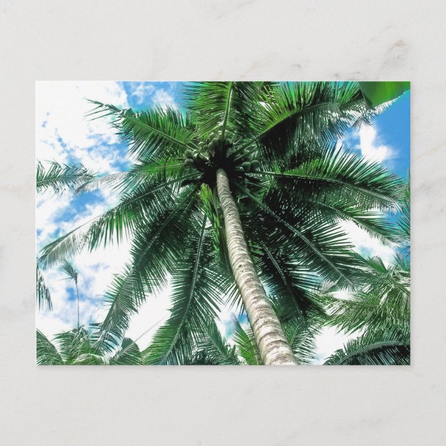 Postal Árbol de palma (Anverso)