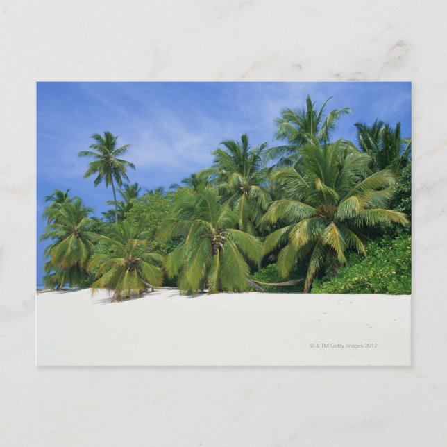 Postal Árbol de palma 3 (Anverso)