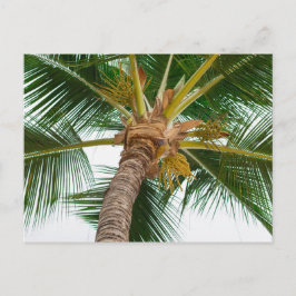 Postal Árbol de palma desde abajo