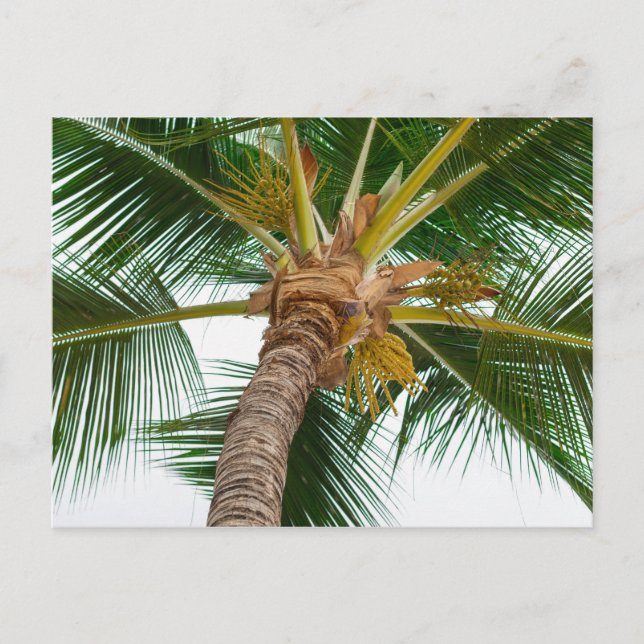 Postal Árbol de palma desde abajo (Anverso)