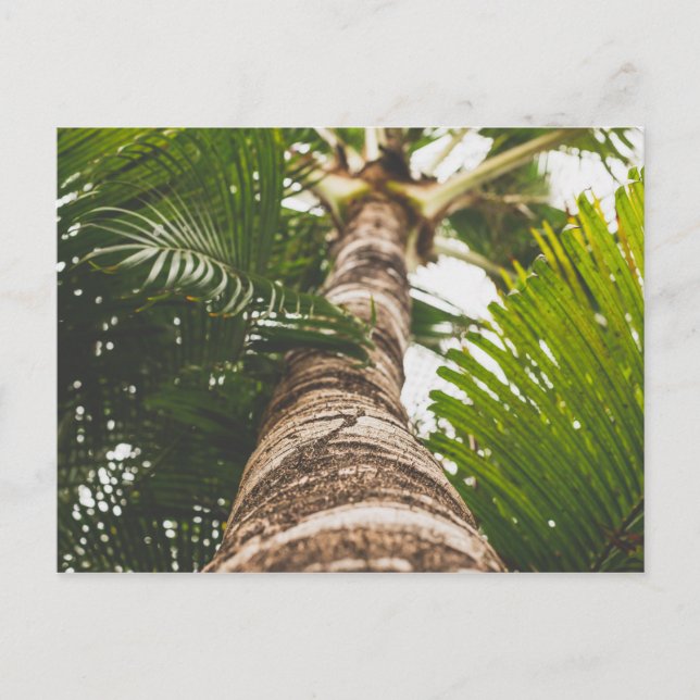 Postal Árbol de palma mexicano desde abajo (Anverso)