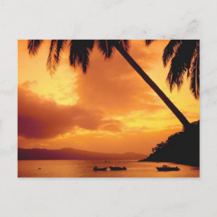 Postal Árbol de palma sobre agua