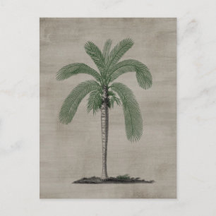 Postal Árbol de palma vintage
