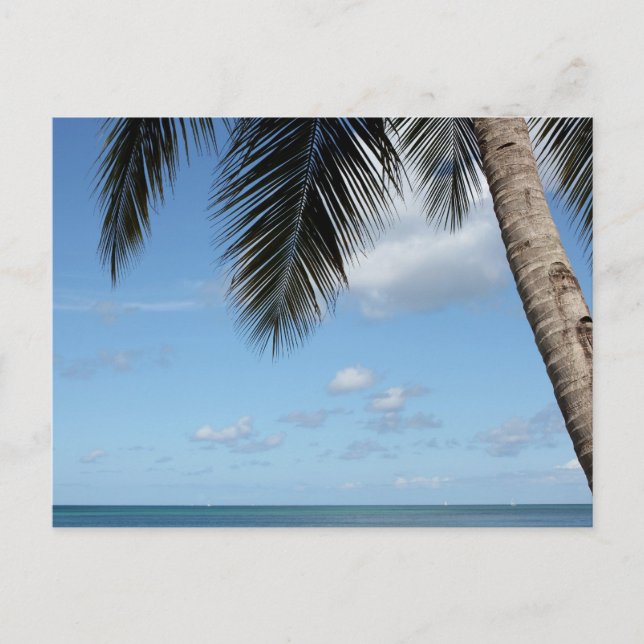 Postal Árbol de palmeras y mar Caribe (Anverso)