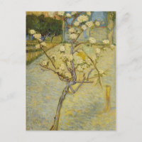 Árbol de pera pequeño en flor Postcard