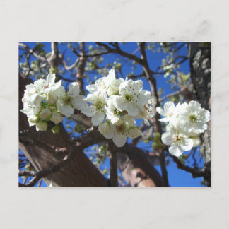 Postal Árbol de peras florido de primavera de los Cluster