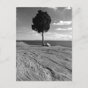 Postal Árbol de Phoenix del fuerte