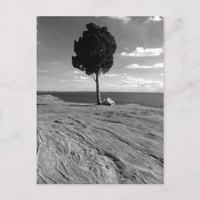 Postal Árbol de Phoenix del fuerte (Anverso)