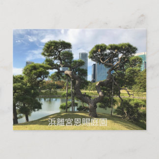 Postal Árbol de pino negro único