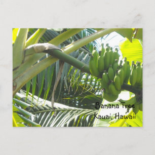 Postal Árbol de plátano