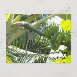 Postal Árbol de plátano
