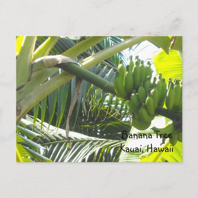 Postal Árbol de plátano (Anverso)