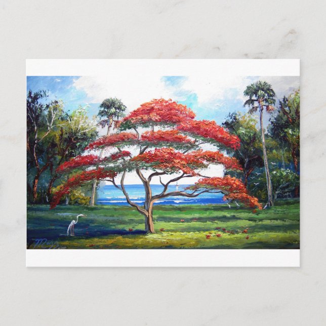 Postal Árbol de Poinciana Real Arte (Anverso)
