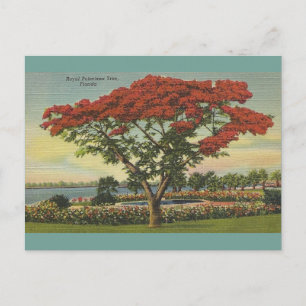 Postal Árbol de Poinciana Real de Florida