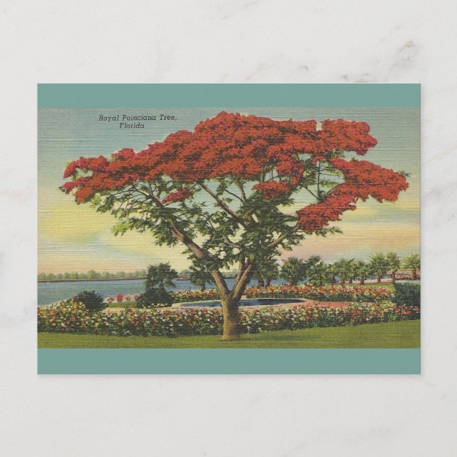 Postal Árbol de Poinciana Real de Florida (Anverso)