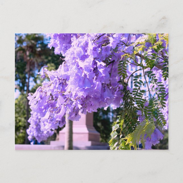 Postal Árbol de princesas moradas de Auckland (Anverso)