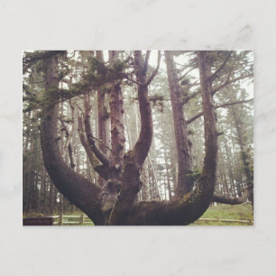 Postal Árbol de pulpo, meares de Cabo, orregón