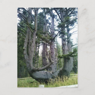 Postal Árbol de pulpo, meares de Cabo, orregón