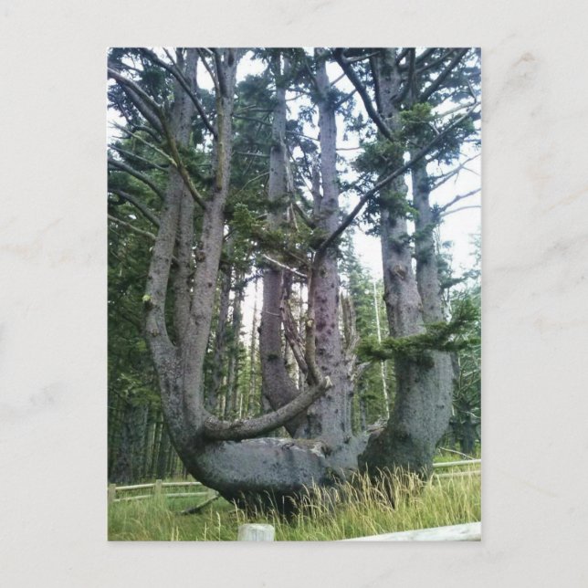 Postal Árbol de pulpo, meares de Cabo, orregón (Anverso)