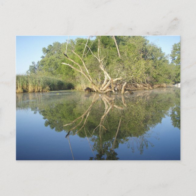 Postal Árbol de reflexión (Anverso)