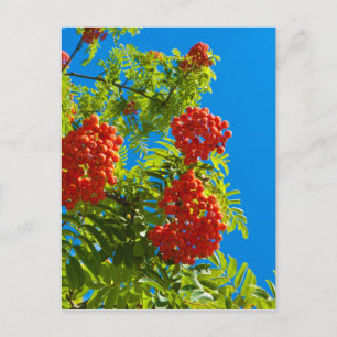 Postal Árbol de río con bayas rojas