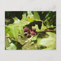 Árbol de roble en primavera, Texas