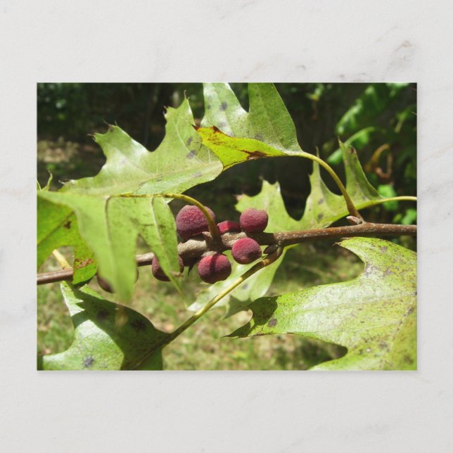 Postal Árbol de roble en primavera, Texas (Anverso)