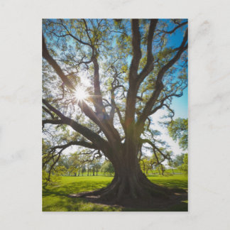 Postal Árbol de roble en vivo del sur