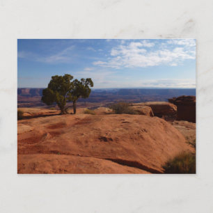 Postal Árbol de rocas rojas en las tierras de los cañones