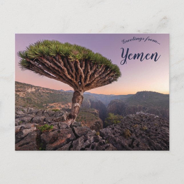 Postal Árbol de sangre dragón en Socotra Yemen (Anverso)
