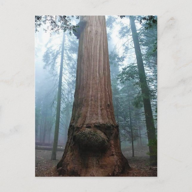 Postal Árbol de secuoyas gigantes en Grant Grove, CA (Anverso)