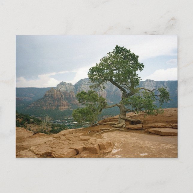 Postal Árbol de Sedona (Anverso)