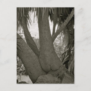 Postal Árbol de sentadas