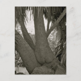 Postal Árbol de sentadas