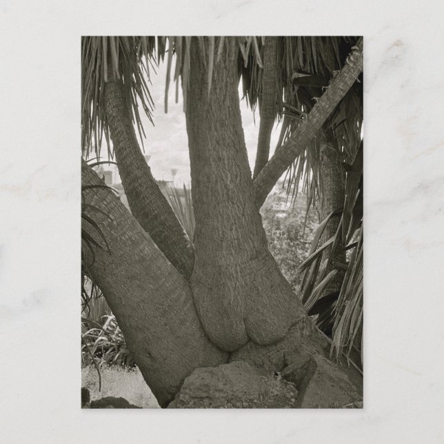 Postal Árbol de sentadas (Anverso)