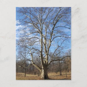 Postal Árbol de sicomoros de invierno
