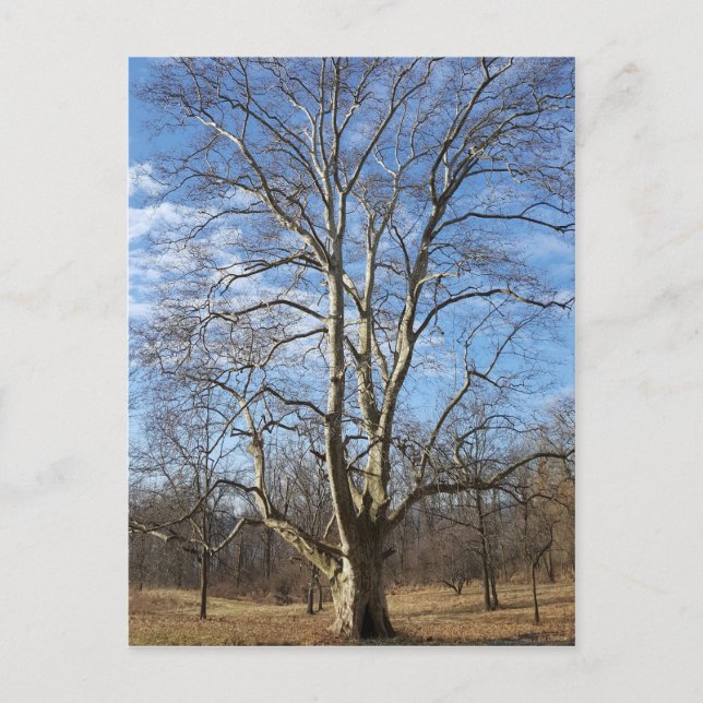 Postal Árbol de sicomoros de invierno (Anverso)