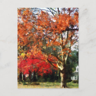 Postal Árbol de sicomoros otoñales