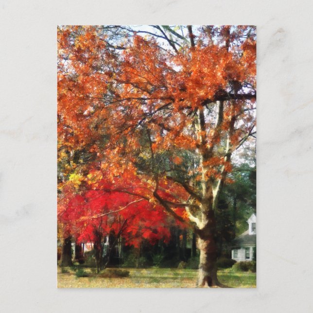 Postal Árbol de sicomoros otoñales (Anverso)