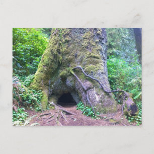 Postal Árbol de Spruce gigante, Cabo Perpetua, O