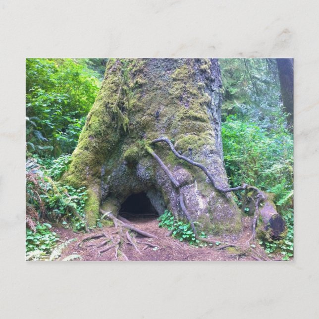 Postal Árbol de Spruce gigante, Cabo Perpetua, O (Anverso)