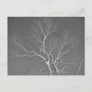 Postal Árbol de Sycamore contra elementos del cielo inver