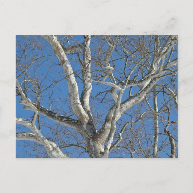 Postal Árbol de Sycamore contra elementos del cielo inver (Anverso)